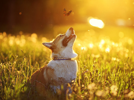 Ein Hund sitzt im Gras und schaut in den Himmel, wo ein Schmetterling fliegt, während die Sonne im Hintergrund untergeht.