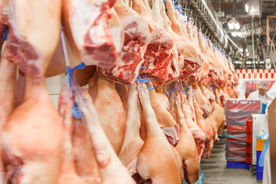 Reihen von aufgehängten Schweinekadavern in einem Schlachthof.