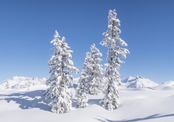 Drei schneebedeckte Tannenbäume stehen im Vordergrund eines verschneiten Berglands unter blauem Himmel.