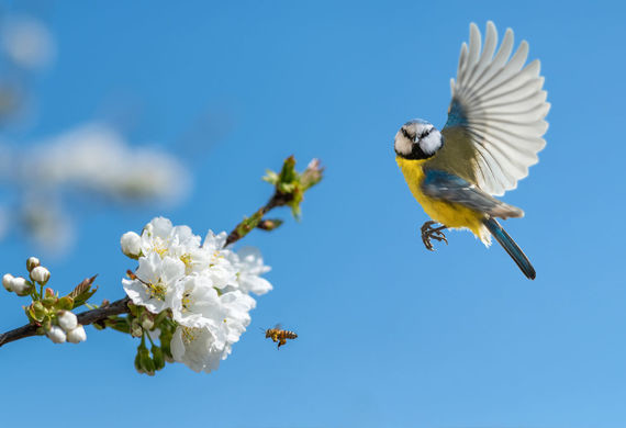 Ein gelb-weißer Vogel mit ausgebreiteten Flügeln fliegt vor einem blauen Himmel und einer Zweigblüte.