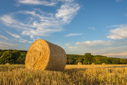 Ein Ballen Stroh steht im Vordergrund eines sonnigen Feldes unter einem blauen Himmel mit wenigen Wolken.