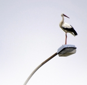 Ein Weißstorch steht auf einem Straßenlaternenmast gegen einen klaren Himmel.