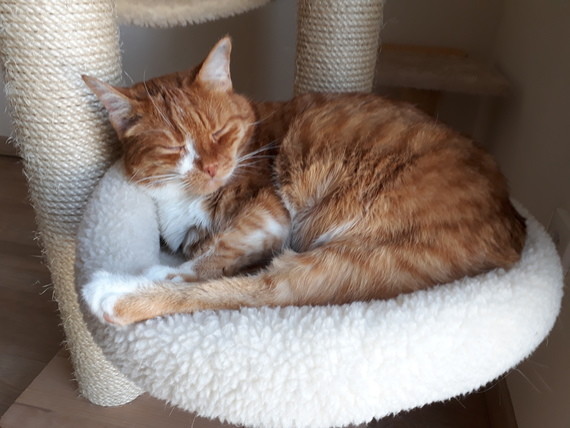 Ein orangefarbener Kater liegt gemütlich auf einem weißen Kissen in einer Katzenhöhle.