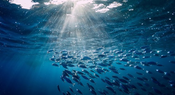 Unterwasseransicht mit Sonnenstrahlen, die durch das Wasser dringen, und einer Schule von Fischen im blauen Meer.