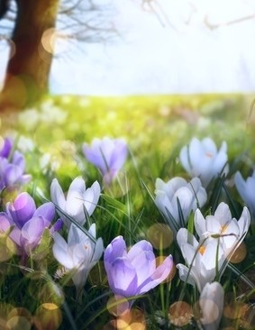 Ein idyllisches Frühlingsbild mit blühenden Krokusse in Lila und Weiß vor einem sonnigen Hintergrund mit grüner Wiese und einem Baum.