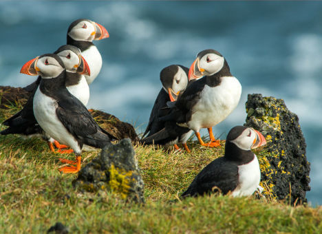 Vier Pinguine sitzen auf einem felsigen Kliff am Meer.