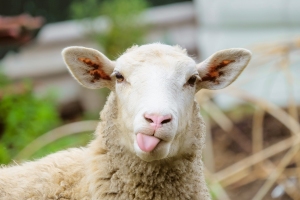 Ein Schaf mit rosa Zunge und großen Ohren schaut direkt in die Kamera.