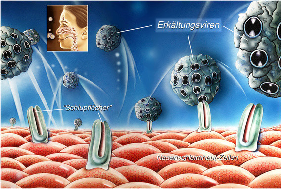 Illustration einer Zellmembran mit Schleimdrüsen, die Erkältungsviren abwehren.