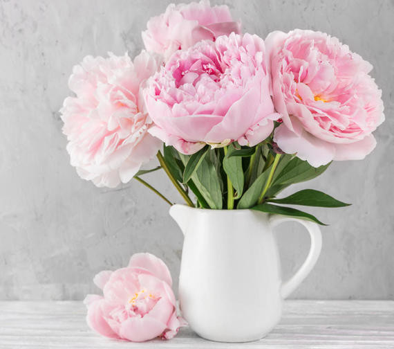 Ein weißer Krug mit frischen rosa Pfingstrosen und grünen Blättern steht auf einem Tisch, wobei eine Blüte auf dem Tisch liegt.