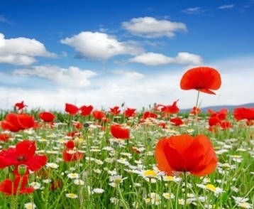 Ein Feld mit leuchtend roten Mohnblumen unter einem blauen Himmel mit weißen Wolken.