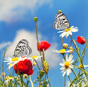Zwei Schmetterlinge sitzen auf Blumen in einer blumenreichen Wiese vor einem blauen Himmel.