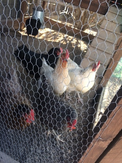 Einige Hühner stehen hinter einem Drahtzaun in einem Hühnerstall.