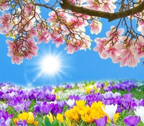 Ein idyllisches Frühlingsbild mit blühenden Krokusfeldern, rosa Blüten an einem Baum und einem sonnigen Himmel.