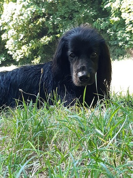 Ein schwarzer Hund steht im hohen Gras vor einem grünen Hintergrund.