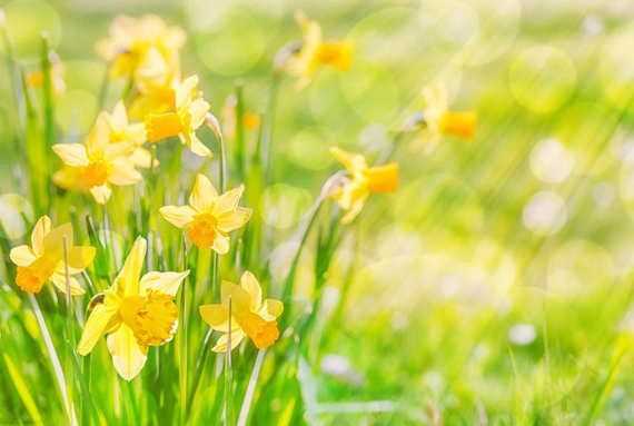 Eine Gruppe leuchtend gelber Narzissen blüht im sonnigen Gras.