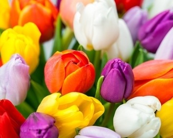 Ein buntes Arrangement aus Tulpen in verschiedenen Farben, darunter Rot, Gelb, Lila, Orange und Weiß.