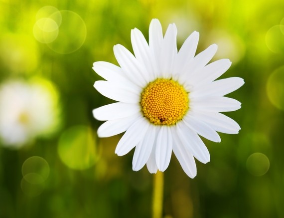 Eine einzelne weiße Margerite mit gelbem Zentrum blüht vor einem unscharfen grünen Hintergrund.