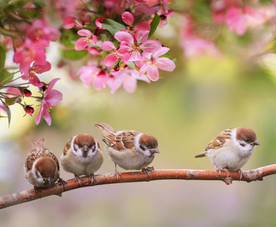 Drei kleine Vögel sitzen auf einem Ast vor einem Hintergrund von rosa Blüten.