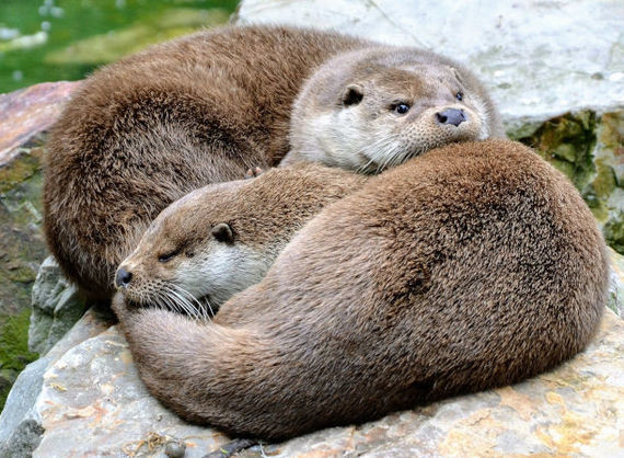 Zwei Otter liegen auf Steinen und umarmen sich.