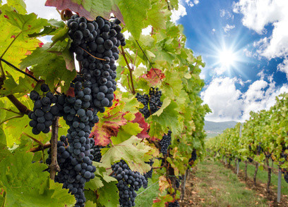 Reife Trauben hängen an einem Weinrebenstrauch in einer sonnigen Weinrebe unter blauem Himmel.