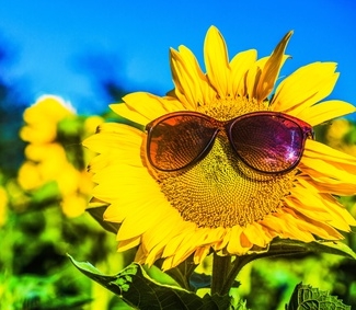 Eine Sonnenblume mit einer Sonnenbrille auf dem Blütenkopf vor einem blauen Himmel.