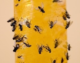 Viele Fliegen sind in einem gelben klebrigen Material gefangen.