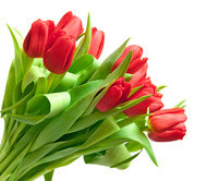 Ein Strauß roter Tulpen mit grünen Blättern auf weißem Hintergrund.