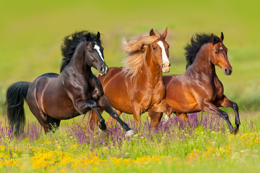 Das Vermächtnis eines berühmten Pferdezüchters soll nach seinem letzten Willen aufgeteilt werden (Abb. © kwadrat70/stock.adobe.com)