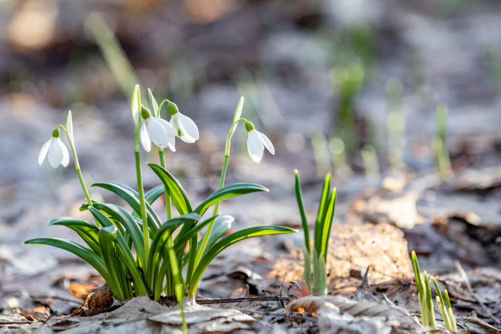 Der Frühling kommt über kurz oder lang (Abb. © Victoria Kondysenko/stock.adobe.com).