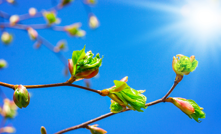 Es wird Frühling! (Abb. © fotoknips/stock.adobe.com)
