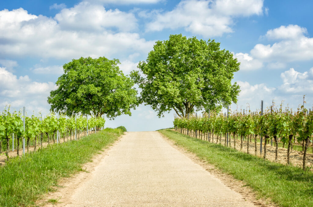 Das Team der cci Dialog GmbH freut sich auf eine Wanderung durch die Pfalz. (Abb. © zerbor/stock.adobe.com)