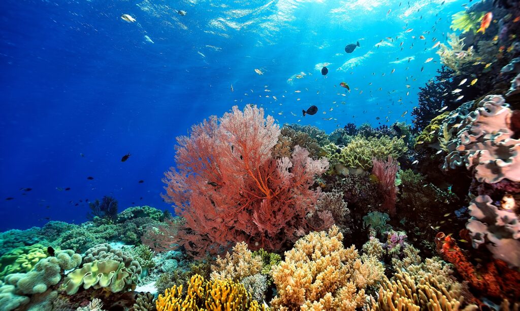 Auf diesem schönen Korallenriff leben die beiden Korallen Holger und Heiner friedlich nebeneinander (Abb. © ScubaDiver/stock.adobe.com)